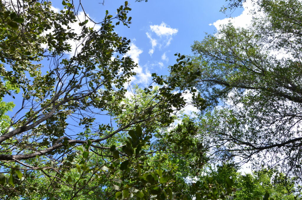 Parque Nacional Río Clarillo. Créditos: Corporación Nacional Forestal (CONAF).