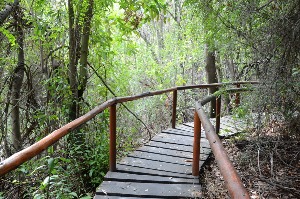 Parque Nacional Río Clarillo. Créditos: Corporación Nacional Forestal (CONAF).