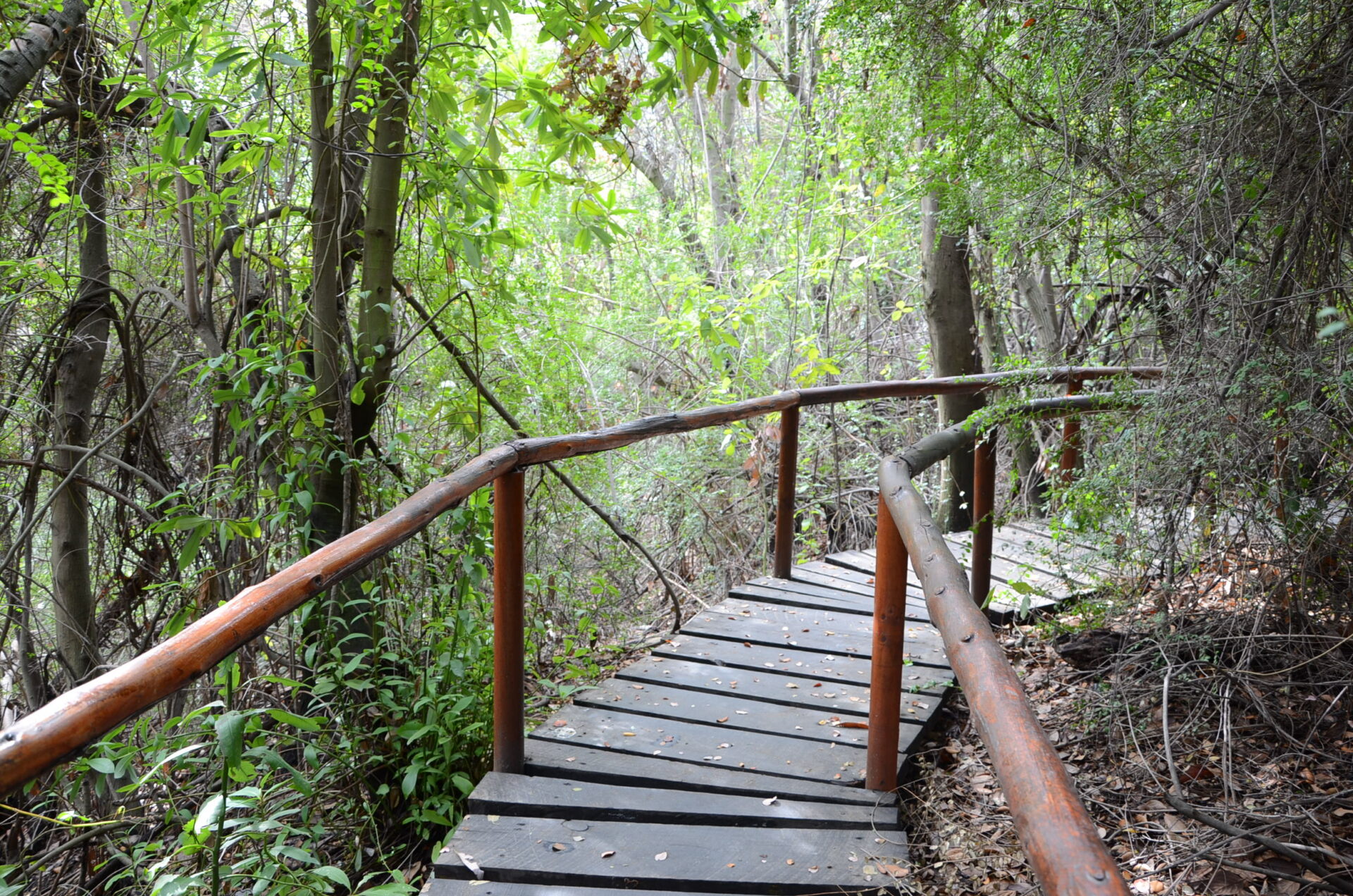 Nunca es tarde para seguir saliendo a la naturaleza: 10 senderos ideales para adultos mayores en Chile