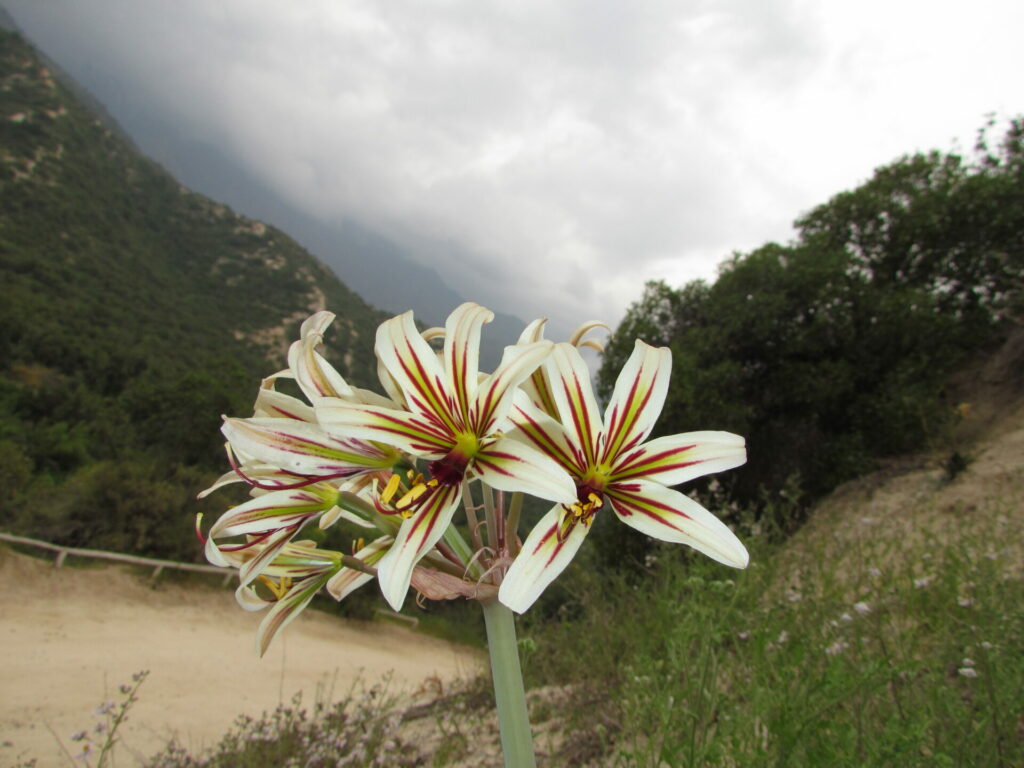 Parque Nacional Río Clarillo. Créditos: Corporación Nacional Forestal (CONAF).