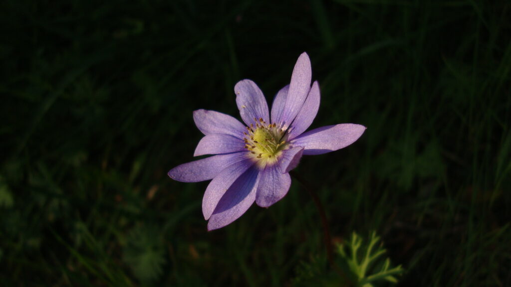 Salto de Apoquindo cortesía Felipe Alvarez Centella (Anemone decapetala)