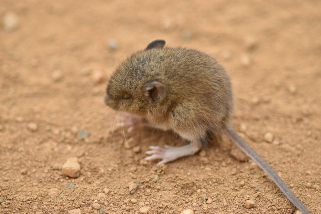 Ratón Colilargo (Oligoryzomys longicaudatus). Créditos: Siafu.