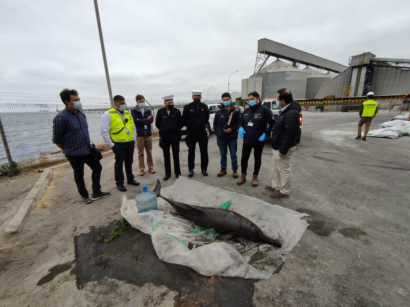 Los ejemplares presentaban signos de enmalle o interacción con industria pesquera: registran nuevas especies de delfines en la Costa del Biobío