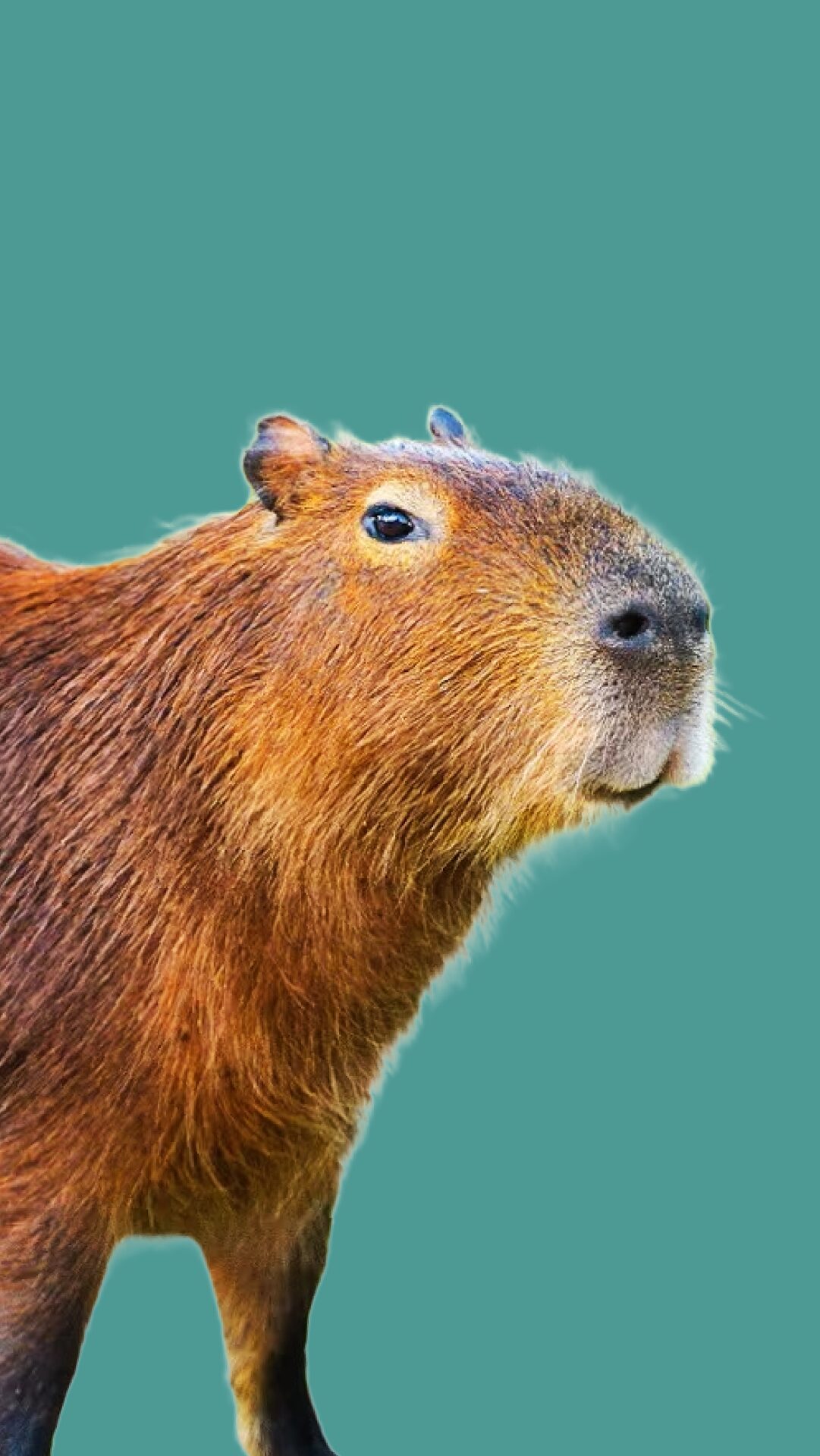 Capibaras o carpinchos, los carismáticos roedores amantes del agua