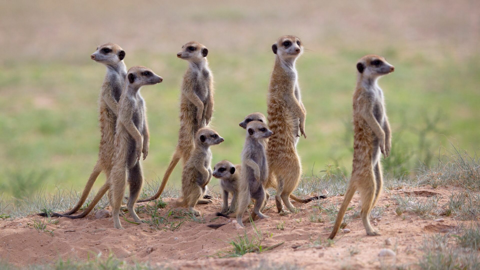 Cuando la unión hace la fuerza: Cómo los animales se protegen de forma colectiva contra sus depredadores