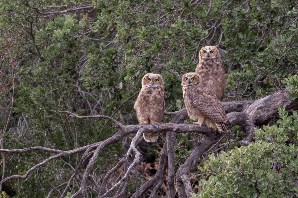 Tucuqueres (Bubo magellanicus) Créditos: ©Jean Paul de la Harpe