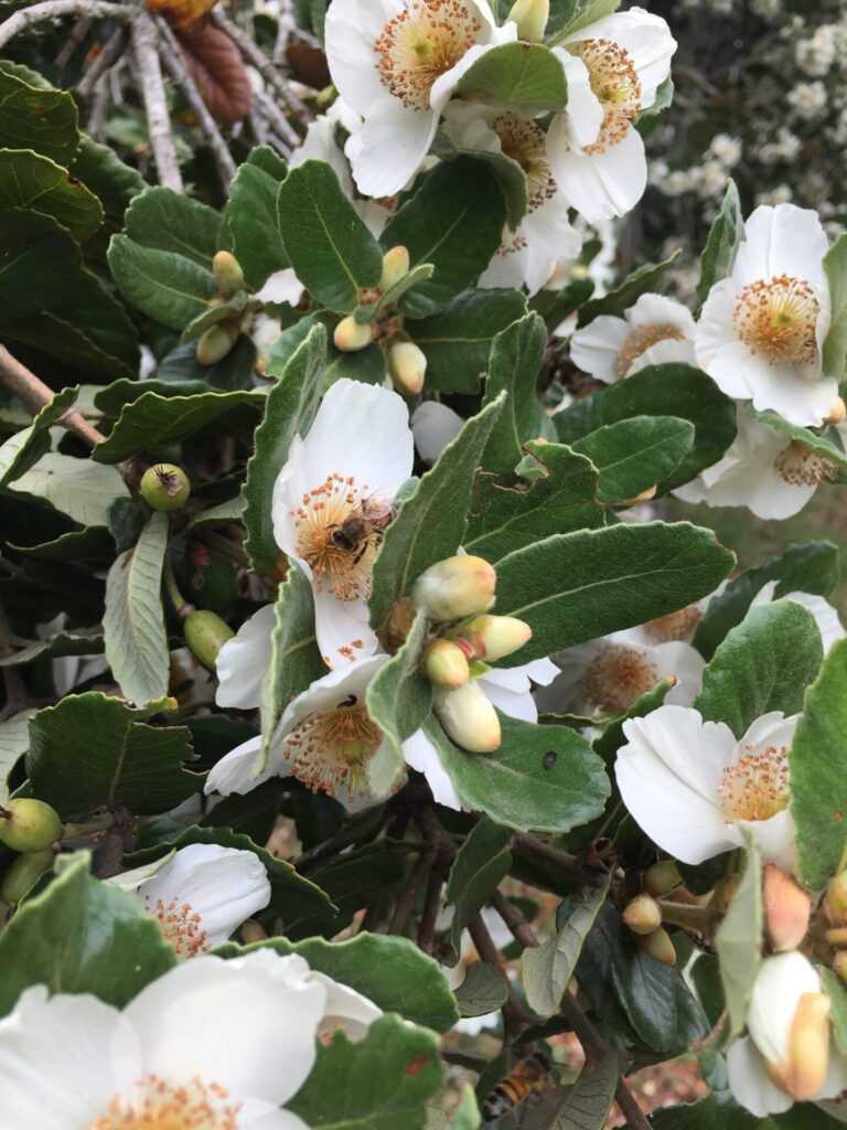 Flores del Ulmo (Eucryphia cordifolia). Créditos: Martín del Río L.