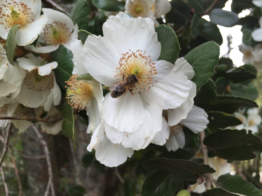 Flores del Ulmo (Eucryphia cordifolia). Créditos: Martín del Río L.