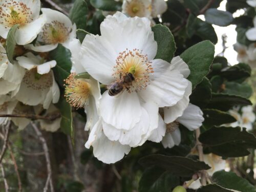 «Cuando el ulmo florece, se terminó el verano»: Descubriendo este árbol ...