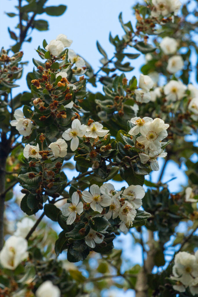 Flores del Ulmo (Eucryphia cordifolia). Créditos: Martín del Río L.