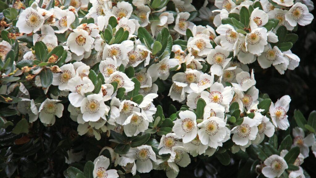 Flor de Ulmo (Eucryphia cordifolia). Créditos: Senorcampesino.