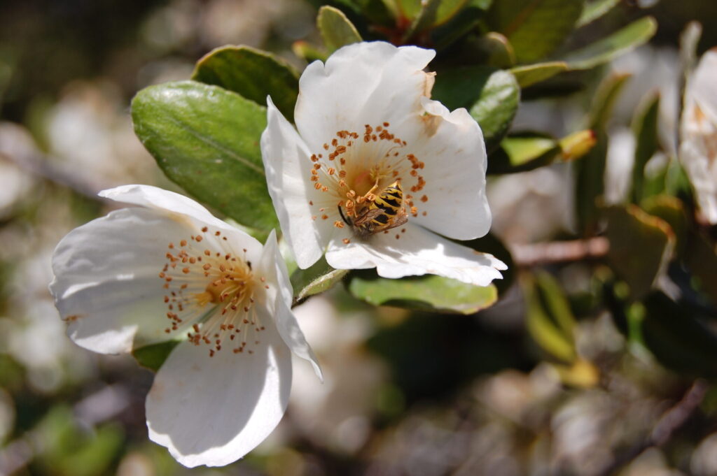 Flor de Ulmo (Eucryphia cordifolia). Créditos: Cristian Ordenes.