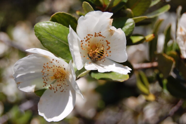 «Cuando el ulmo florece, se terminó el verano»: Descubriendo este árbol ...