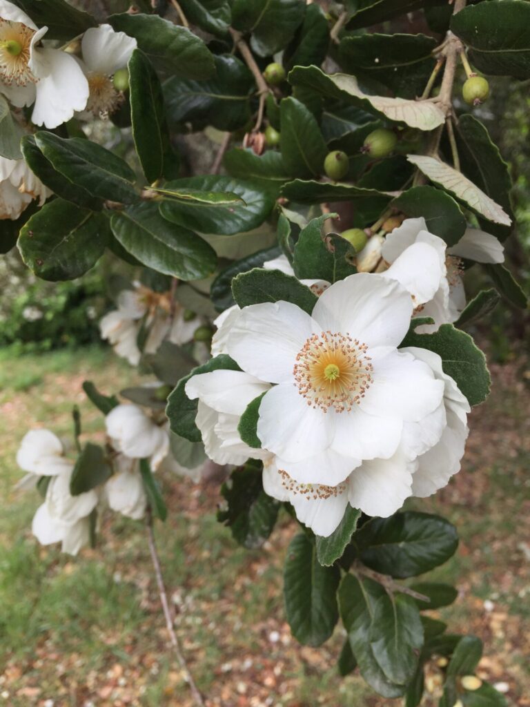 Flores del Ulmo (Eucryphia cordifolia). Créditos: Martín del Río L.