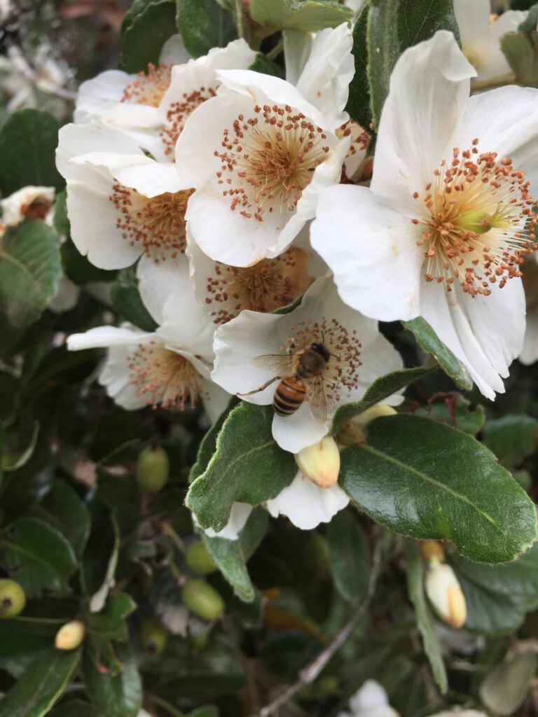 Flores del Ulmo (Eucryphia cordifolia). Créditos: Martín del Río L.