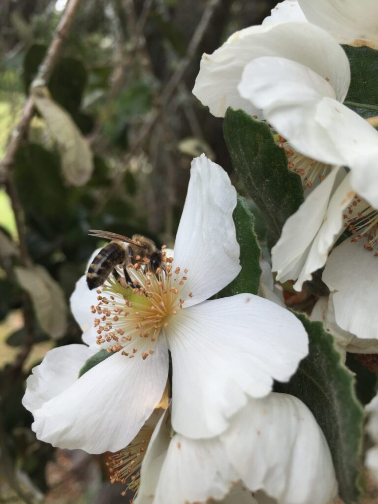 Flores del Ulmo (Eucryphia cordifolia). Créditos: Martín del Río L.