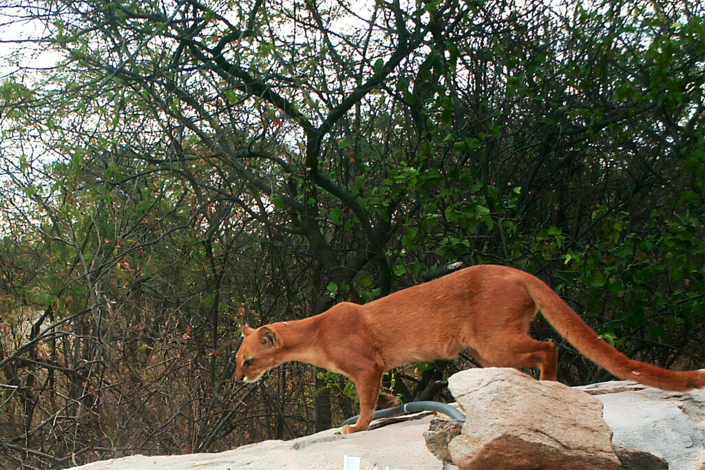 Un yaguarundí en el bosque espinoso semiárido de la Caatinga brasileña. El pelaje del yaguarundí puede ser de color rojo amarillento, gris, negro parduzco o de numerosas tonalidades intermedias. Imagen cortesía de Wild Cats Americas Conservation Project