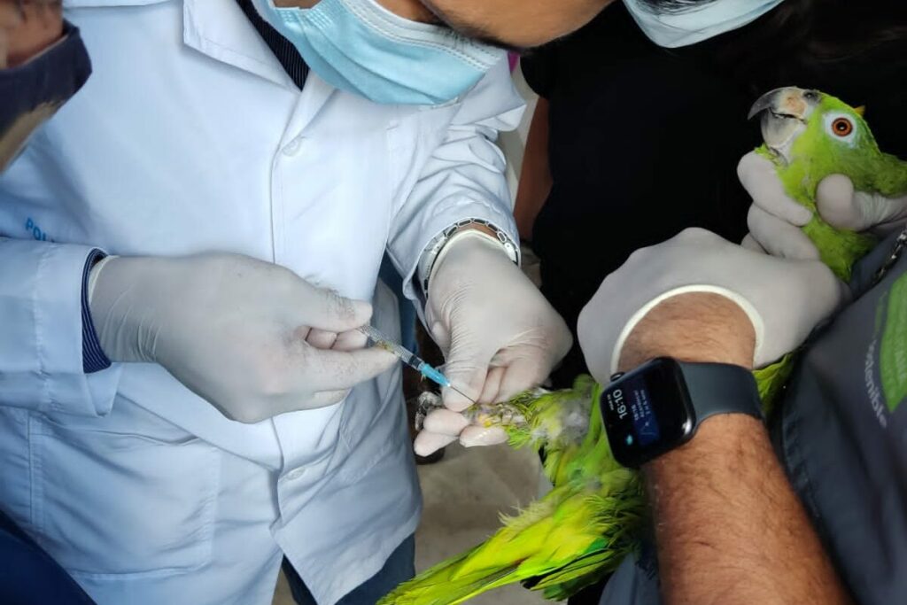 Toma de muestra de sangre para conocer el origen del ave traficada. Foto: Carlos del Valle