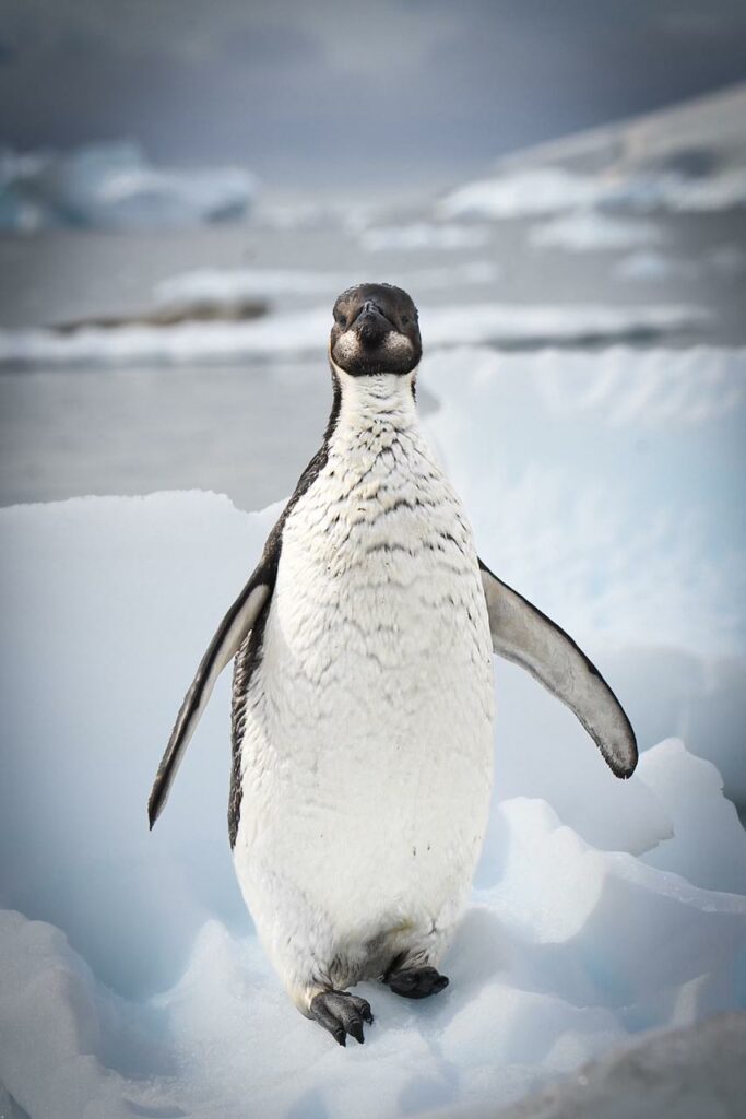 Joven Pingüino Emperador en base militar Gabriel González Videla Créditos: Hugo Harros