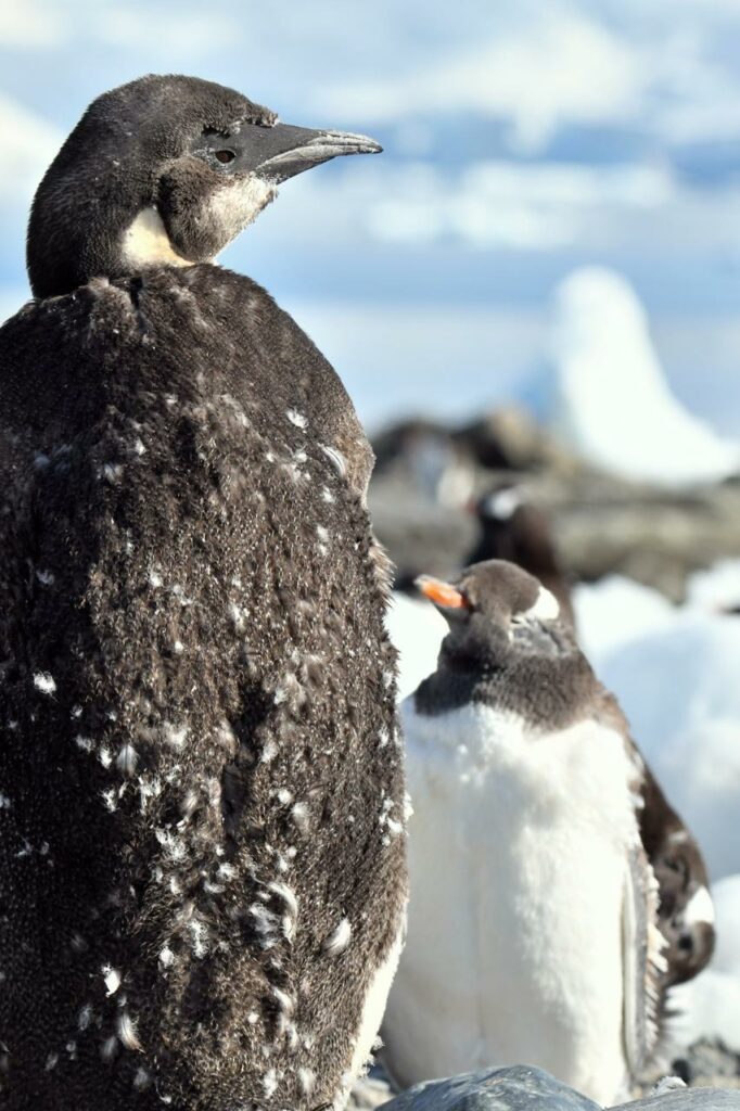 Joven Pingüino Emperador en base militar Gabriel González Videla Créditos: Hugo Harros