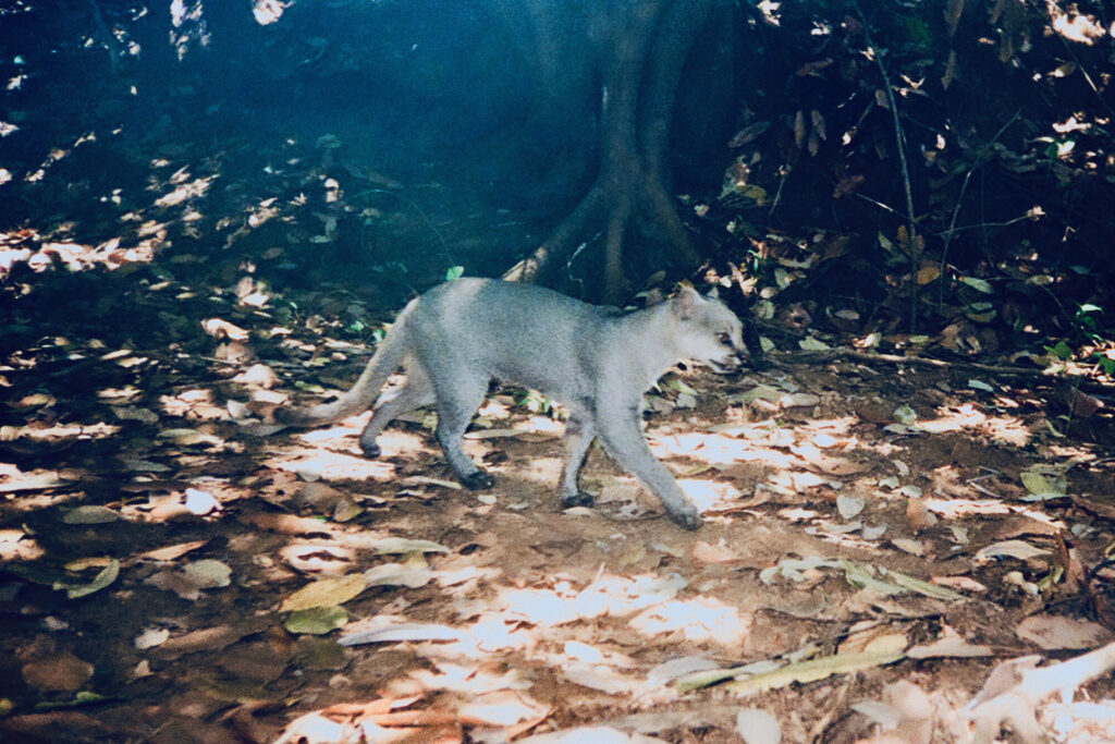 Un yaguarundí de color gris plateado en Brasil. Es “el raro” entre los pequeños felinos de Latinoamérica. Su pariente más cercano es el puma (Puma concolor). Imagen cortesía de Wild Cats Americas Conservation Project