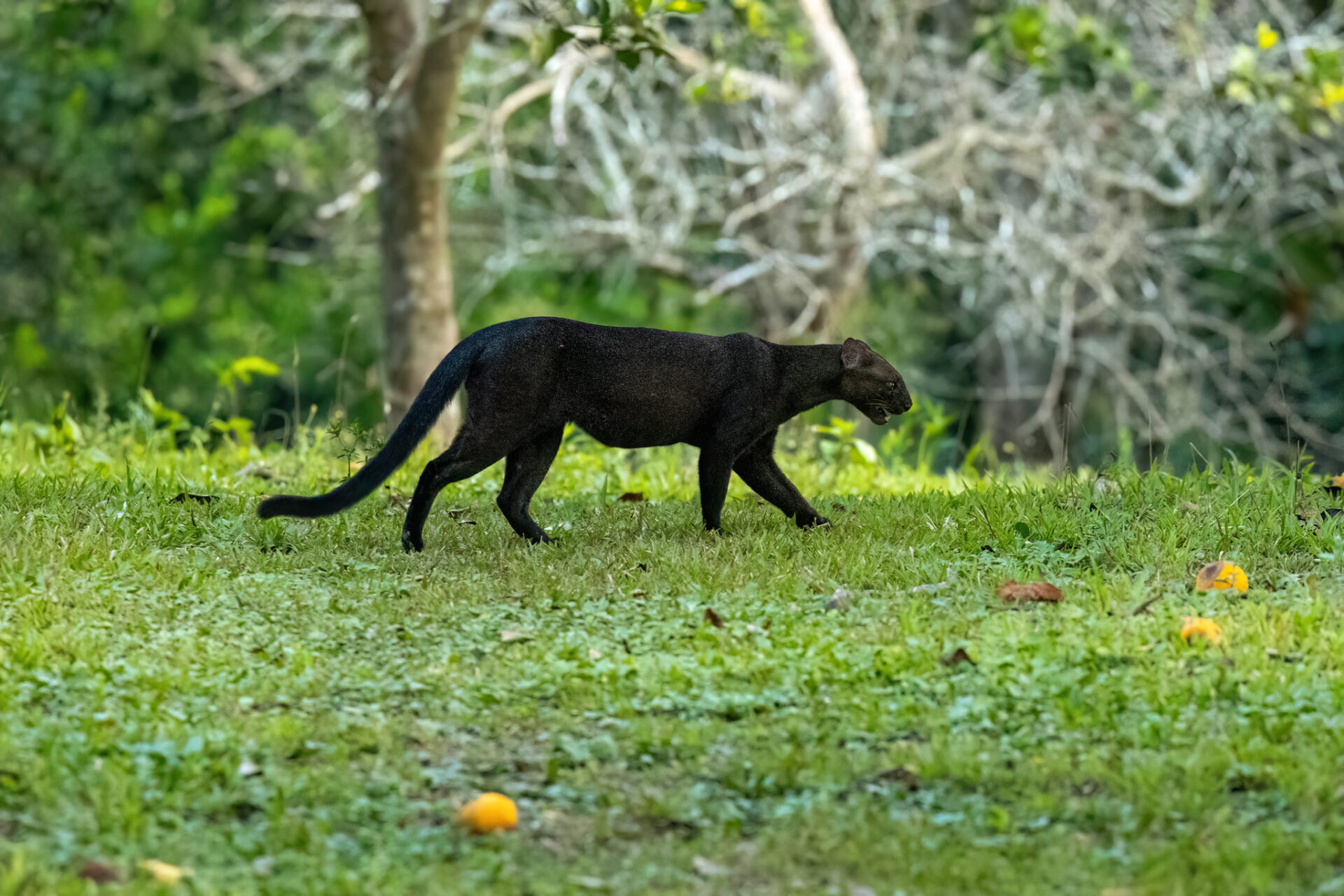 Yaguarundí: el escurridizo felino que necesita ser estudiado para lograr su conservación