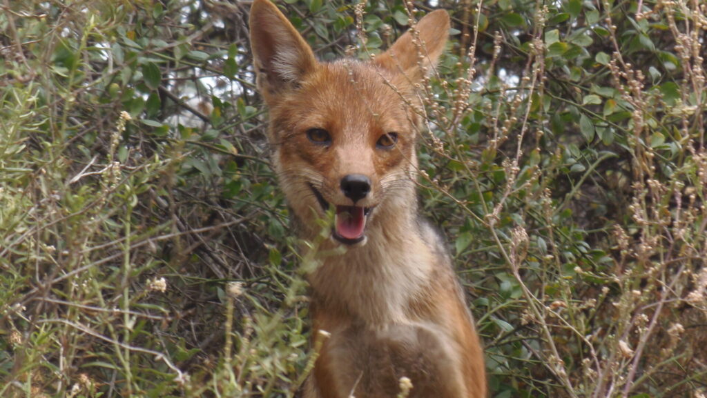 zorro-culpeo-lycalopex-culpaeus-felipe-alvarez