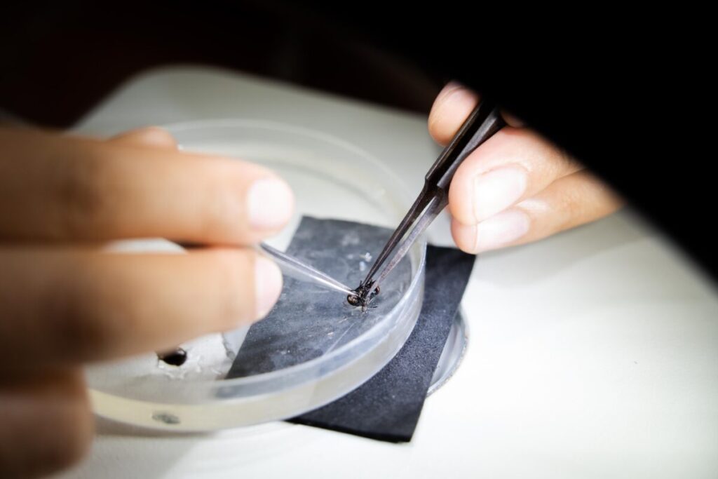 Científicos de la Fundación Charles Darwin estudiando a la mosca vampiro en busca de pistas para controlar su población. Foto: Rashid Cruz / Fundación Charles Darwin