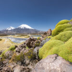 arque Nacional Lauca - Región de Arica y Parinacota. Créditos: Benjamín Valenzuela.