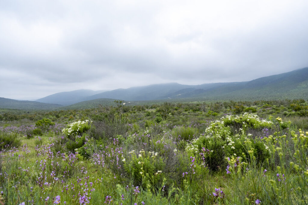 Parque Nacional Bosque Fray Jorge - Región de Coquimbo