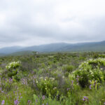 Parque Nacional Bosque Fray Jorge - Región de Coquimbo