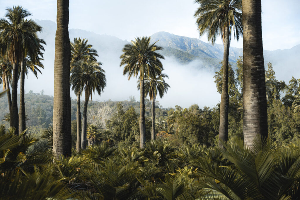 Parque Nacional Palmas de Cocalán - Región de O'Higgins. Créditos Benja