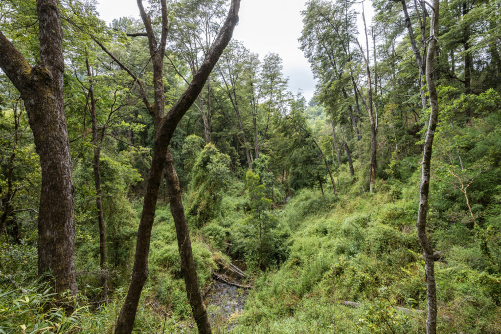 Parque Nacional Nonguén - Región del Biobío. Créditos Benjamín Valenzuela.