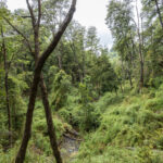 Parque Nacional Nonguén - Región del Biobío. Créditos Benjamín Valenzuela.