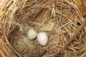 Huevos de pinzón de manglar. Foto: Sue Martin / Fundación Charles Darwin