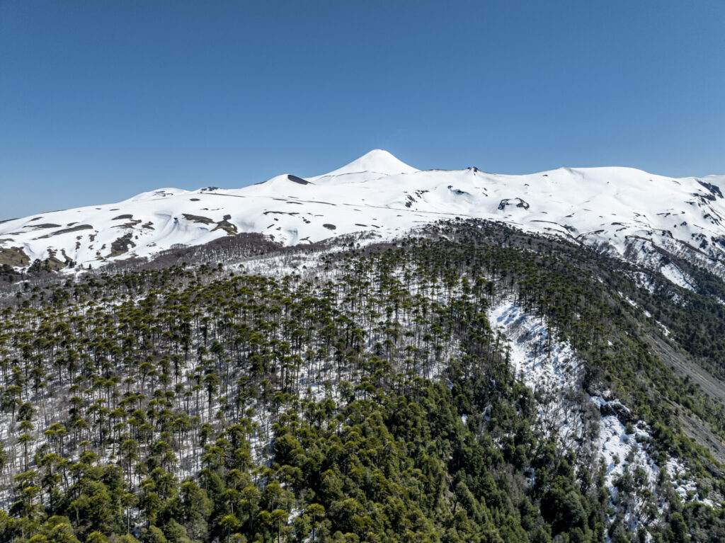 Parque Nacional Villarrica. Créditos: Benjamín Valenzuela