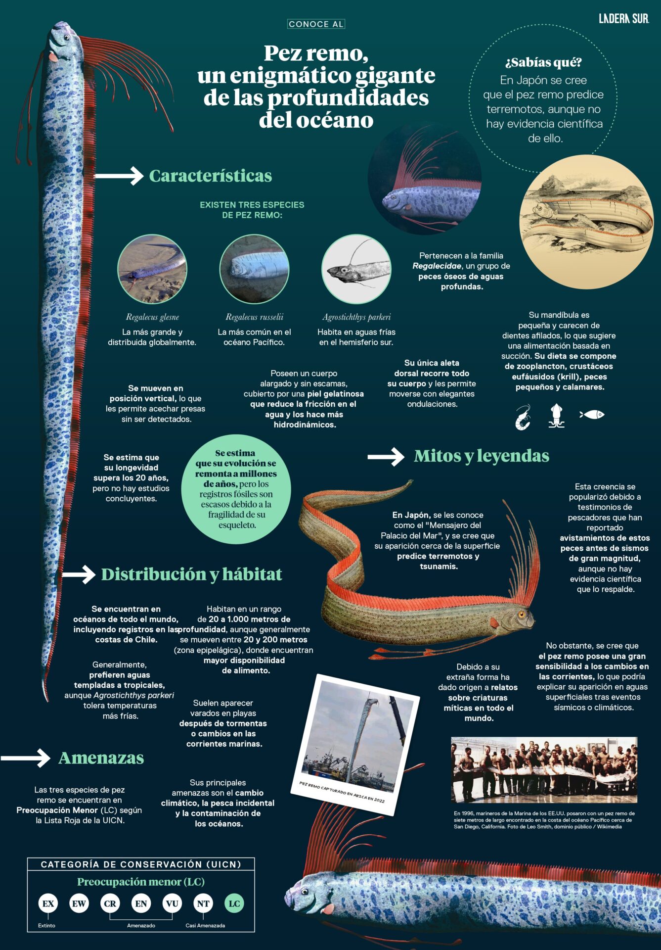 Infografía Pez Remo. Créditos: Amelia Ortúzar - Ladera Sur