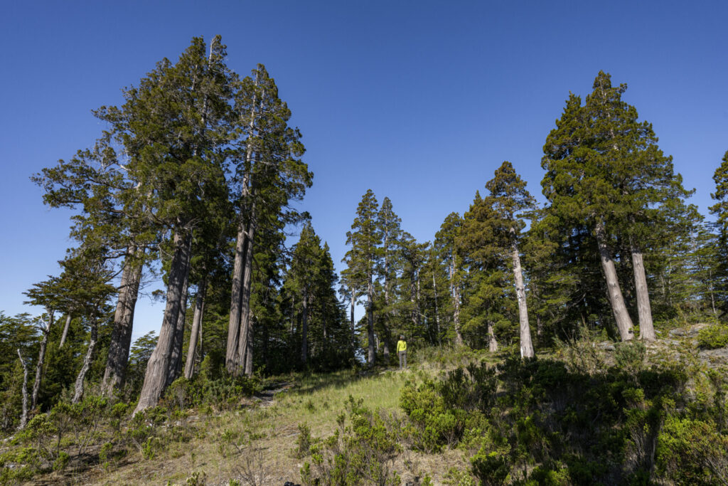 Parque Nacional Alerce Costero - Región de Los Ríos