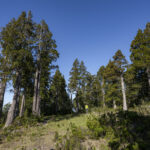 Parque Nacional Alerce Costero - Región de Los Ríos