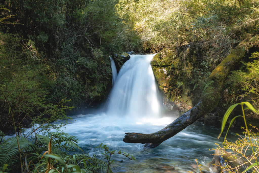 Parque Nacional Puyehue - Región de Los Lagos. Créditos Benjamín Valenzuela.