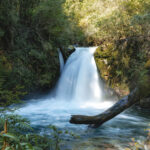 Parque Nacional Puyehue - Región de Los Lagos. Créditos Benjamín Valenzuela.