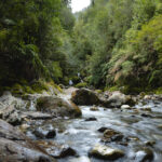 Parque Nacional Alerce Andino - Región de Los Lagos (1)