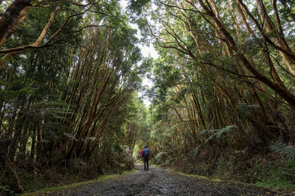 Parque Nacional Chiloé - Región de Los Lagos