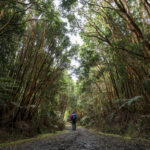 Parque Nacional Chiloé - Región de Los Lagos