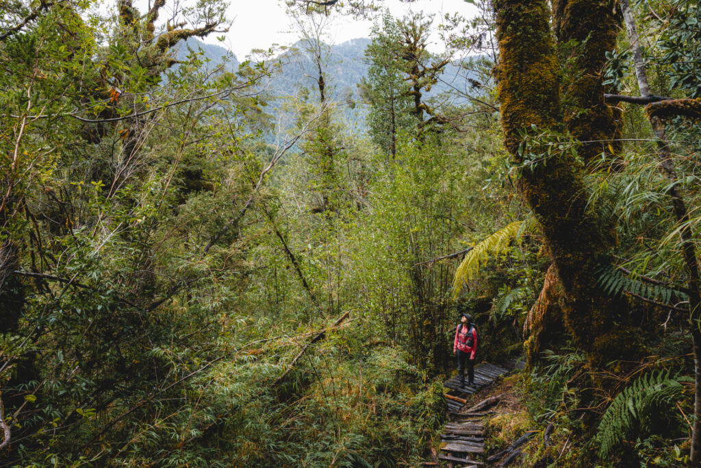 32 Parque Nacional Pumalín Douglas Tompkins - Región de Los LagosCréditos: Benjamín Valenzuela