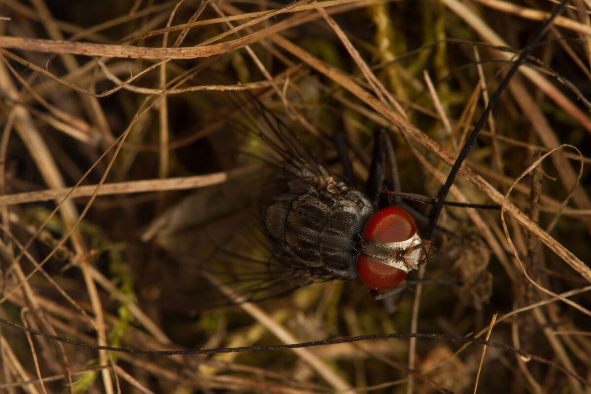 El ataque de la mosca vampiro: una carrera contra el tiempo para salvar a los pinzones de Darwin en Galápagos