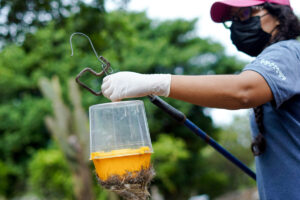 Para estudiar las moscas, las atrapan con jugo de papaya. Foto: Juan Manuel García / Fundación Charles Darwin