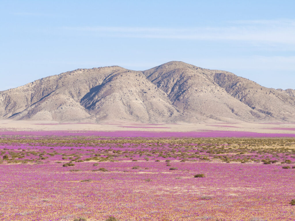 Parque Nacional Desierto Florido. Región de Atacama. Créditos Benjamín Valenzuela