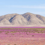 Parque Nacional Desierto Florido. Región de Atacama. Créditos Benjamín Valenzuela