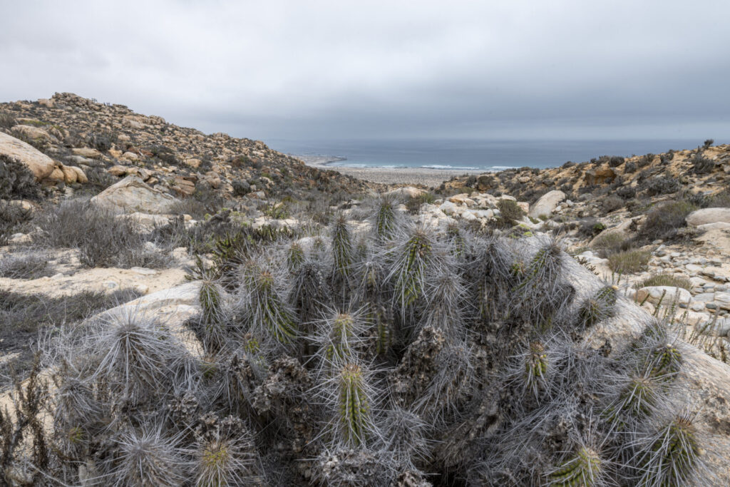 Parque Nacional Llanos del Challe - Región de Atacama (2)